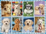 13275 Dog Multipic2 Landscape  